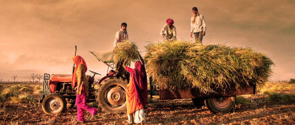 Farmers in india transporting hay into the back of a truck over extreme heat and haze